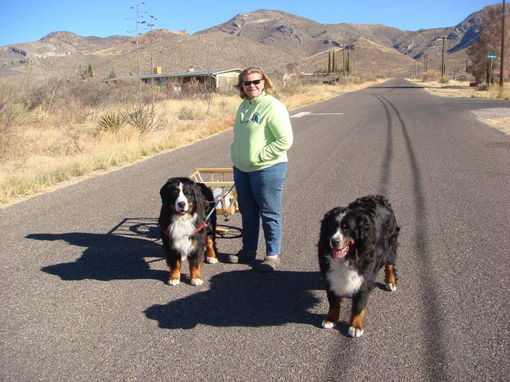 Carting Bernese